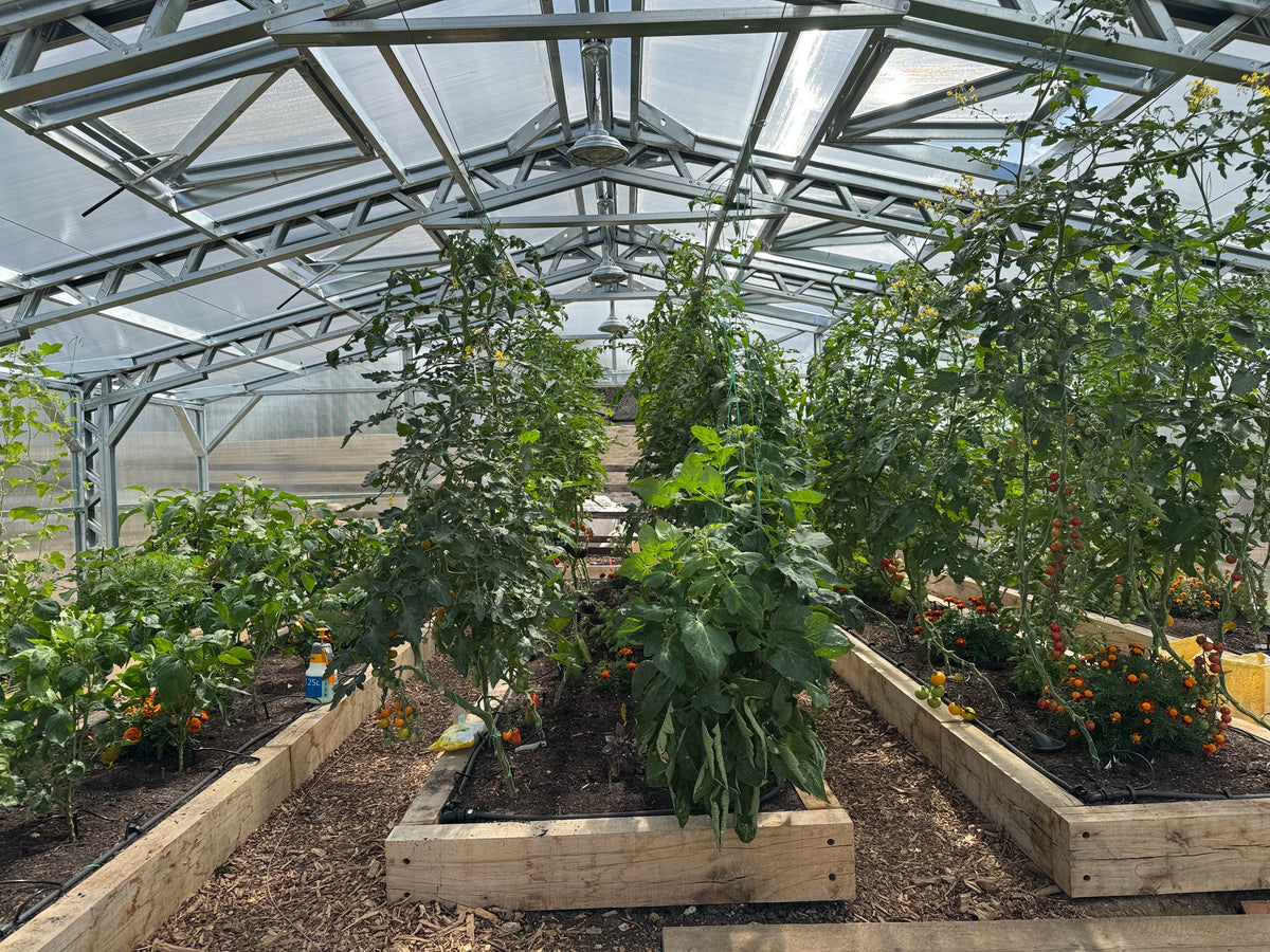 A greenhouse interior with raised wooden garden beds containing tall green tomato plants, leafy greens, and small orange flowers under a metal-framed glass roof.