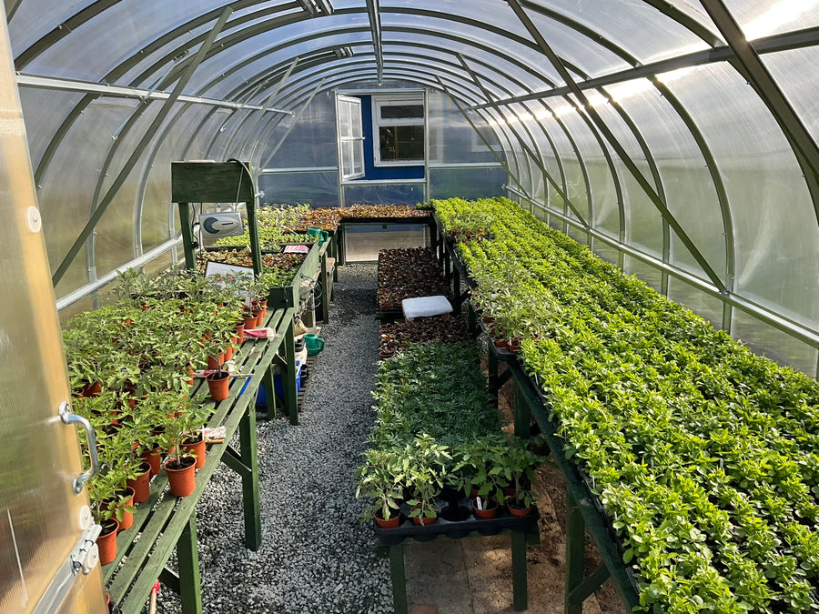 Interior of Polyeco Classic greenhouse full of plants